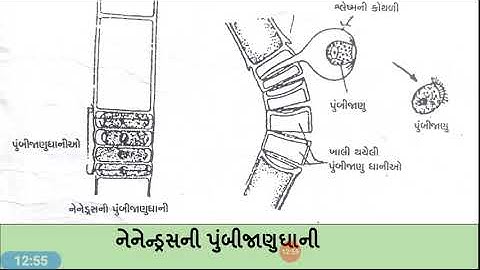 CC BOT 101Lec 15(TBP)