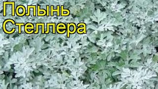 Полынь стеллера. Краткий обзор: Полынь стеллера описание характеристик, где купить саженцы Полынь стеллера. Краткий обзор: Полынь стеллера описание характеристик, где купить саженцы