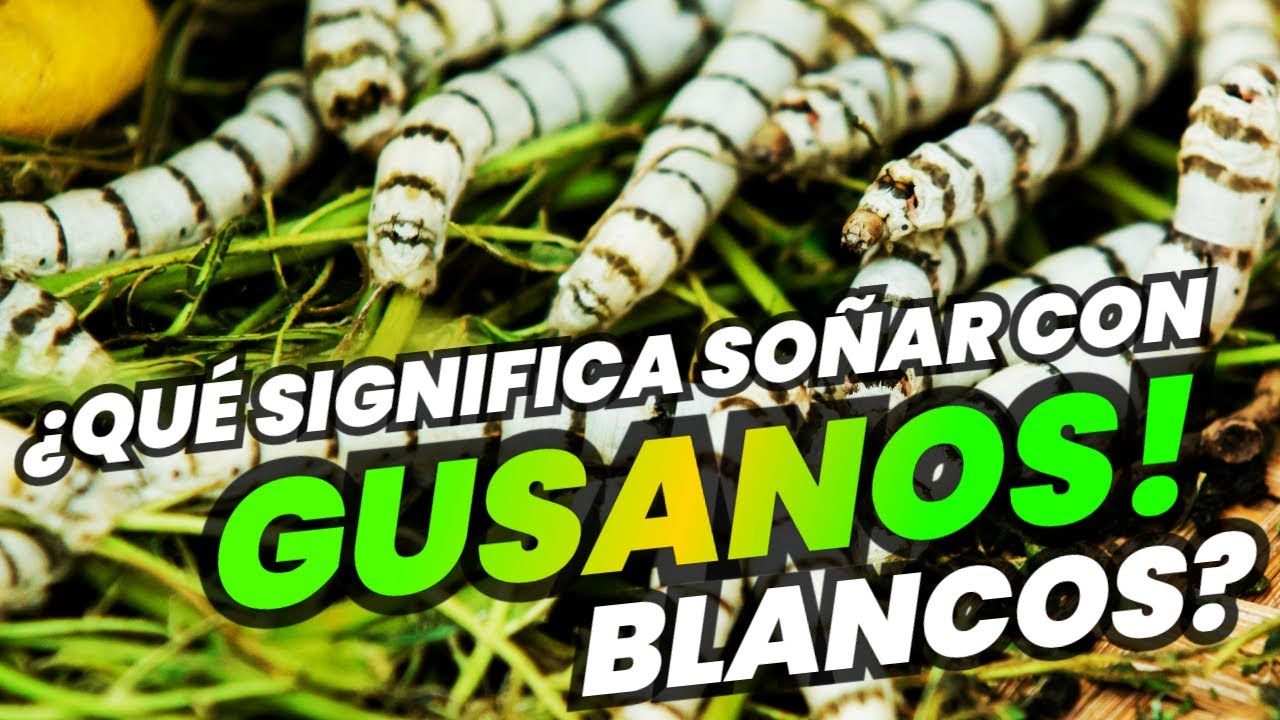 ¿Qué Significa Soñar con GUSANOS BLANCOS? - YouTube