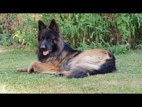 Most Beautiful Long Haired Black Face German Shepherd