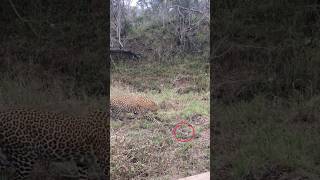 Celebrity Just a blink, rabbit manage to escape #shorts Net Worth