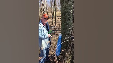How to Tap Maple Trees