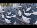 CALM AND RELAXED EVENING FEEDING THE BIRDS IN THE PARK!!