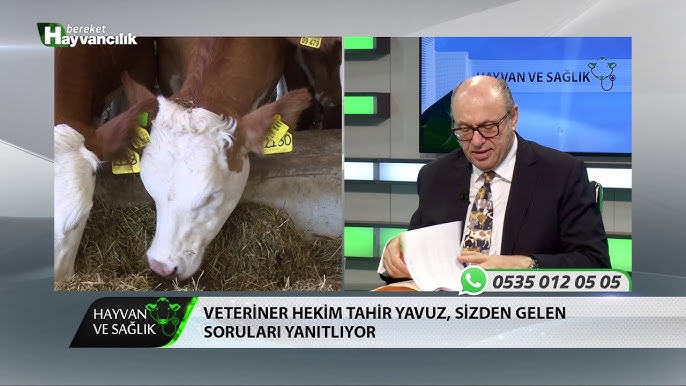 Hayvan Ve Saglik Kizginlik Ignesi Kullanma Sikligi Nedir Youtube Hayvan Ve Saglik Kizginlik Ignesi Kullanma Sikligi Nedir Youtube