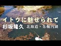イトウに魅せられて 杉坂隆久・北海道朱鞠内湖 #GlassMaster #flyfishing #グラスロッド #朱鞠内湖 #グラスロッド