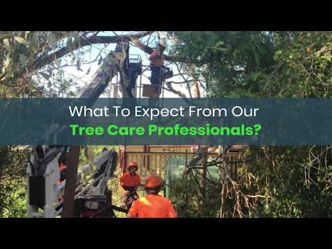 Tree Removal Services