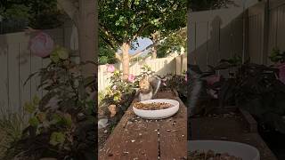 A Squirrel Startles A Starling To Get Some Seed