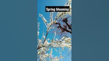 Thumbnail of spring Blooming of Apricot #shorts #ytshorts #kashmir #spring #season