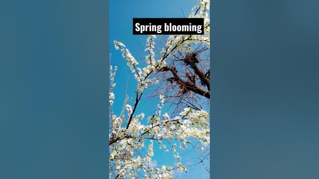 spring Blooming of Apricot #shorts #ytshorts #kashmir #spring #season