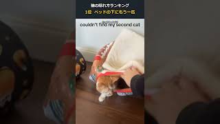 cat hiding ranking #funny #ai
