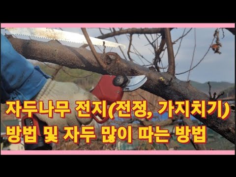 자두나무 전지(전정, 가지치기) 방법 및 자두 많이 따는 방법(농사의신) - Youtube