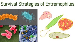 Extremophiles Part-2: Survival Strategies of Microbes in Extreme Environmental Conditions