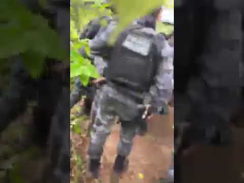 Polícia encontra plantação com 100 mil pés de maconha na zona rural de Paulistana