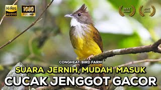 Masteran Cucak Jenggot Gacor  Besetan Kasar Dan Tajam  Jernih Cepat Masuk episode 17