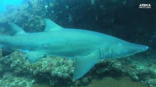 Breaking The Surface: Diversity in the Ocean & Marine Ecosystem.