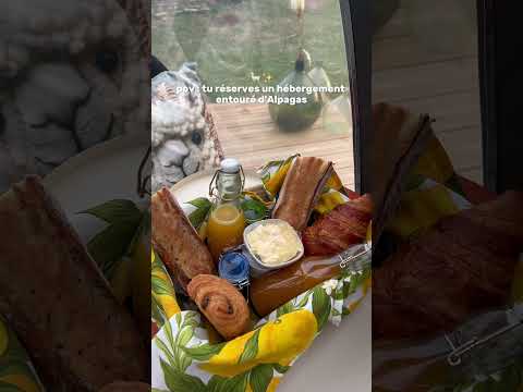 Le petit bisou à la fin on est fan ! 😍 vous avez déjà dormi au milieu des alpagas ? 🫣  #insolite