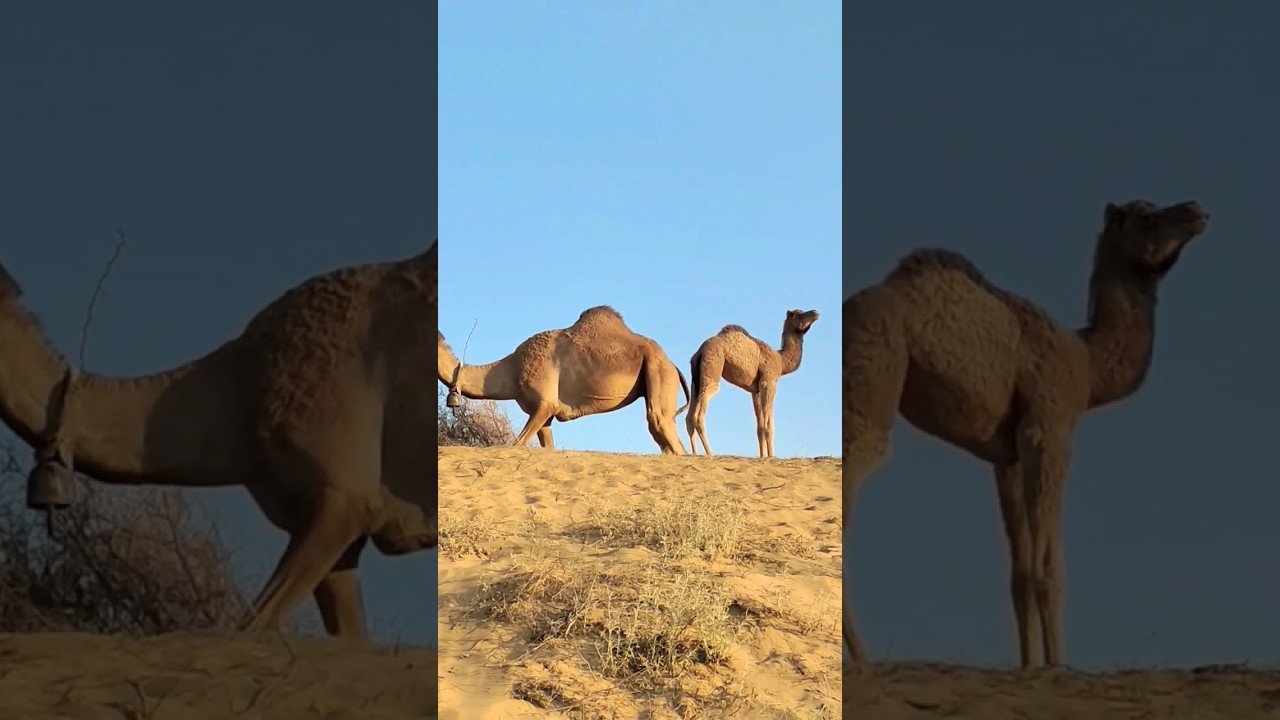 cute camel baby & mom in desert