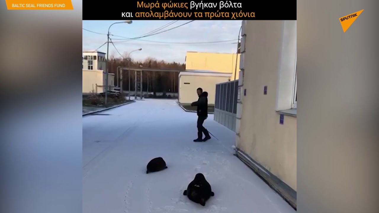 Μωρά φώκιες βγήκαν βόλτα για να απολαύσουν τα πρώτα χιόνια στην Αγία Πετρούπολη