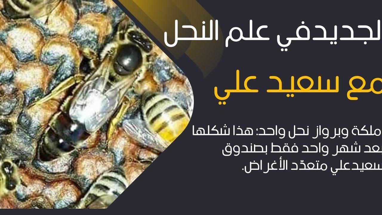 (ملكة وبرواز نحل واحد؛ هذا شكلها بعد شهر واحد)(فقط بصندوق سعيد علي متعدد الأغراض.( الجزء الثاني)