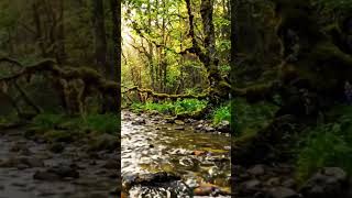 Relaxing Forest River with Sunlight 🌿 | Birds &amp; Water Sounds for Sleep