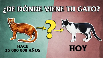 ¿Quién es el gato de la leyenda?