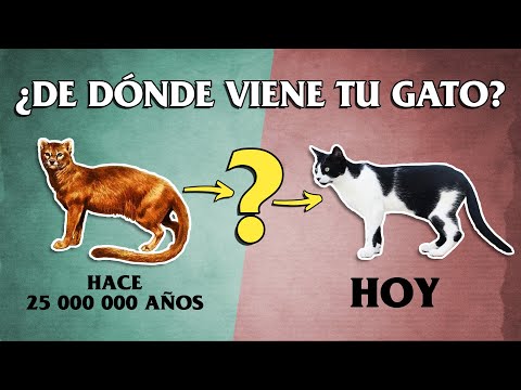 Video: Del gato salvaje al gato gruñón: una breve historia de nuestra fascinación por los felinos