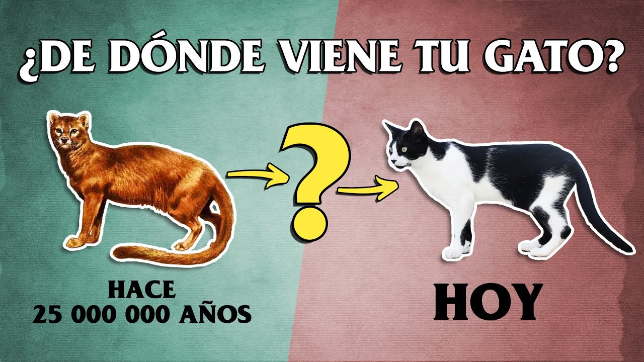 EVOLUCIÓN DEL GATO SALVAJE HASTA EL GATO DOMÉSTICO | 🐈🗺️ ⌛ Origen del gato que vive contigo en casa