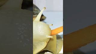 A snail eats a carrot out of my hand. #snail #animals #akhatina