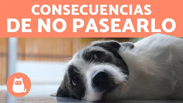 ¿Qué pasa si no sacas a pasear a tu perro?