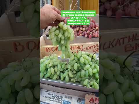 Видео: Добри сортове грозде: рецензии, описание