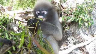 THE MONKEY AND ME... A close encounter with the Dusky Leaf Monkey