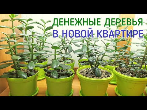 Денежные деревья в новой квартире.