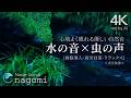 【睡眠用BGM/水の音】心地よく眠れる優しい水の音・虫の声｜睡眠導入・疲労回復・癒し・リラックス｜自然音/ASMR