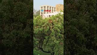 national pg College Lucknow #college #education #viral