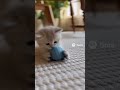 cute cat #cat #cute