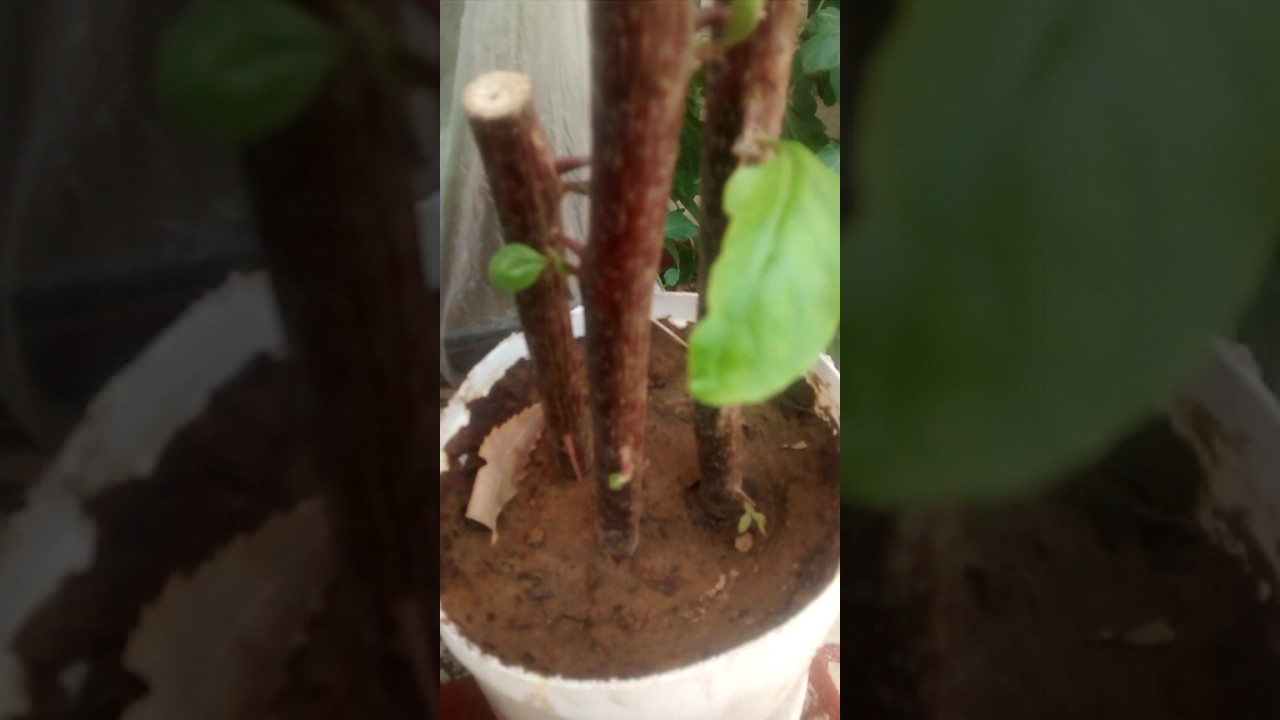 camera iphone 8 plus apk Easy gardening