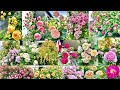 【豐花品種一舉介紹】種過就好vs想再次回種的玫瑰品種有哪些?適合台灣的豐花品種又有哪些?#Erin玫瑰花園