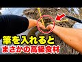謎の穴に筆を入れると…まさかの高級食材!名人に教わる穴ジャコの獲り方。
