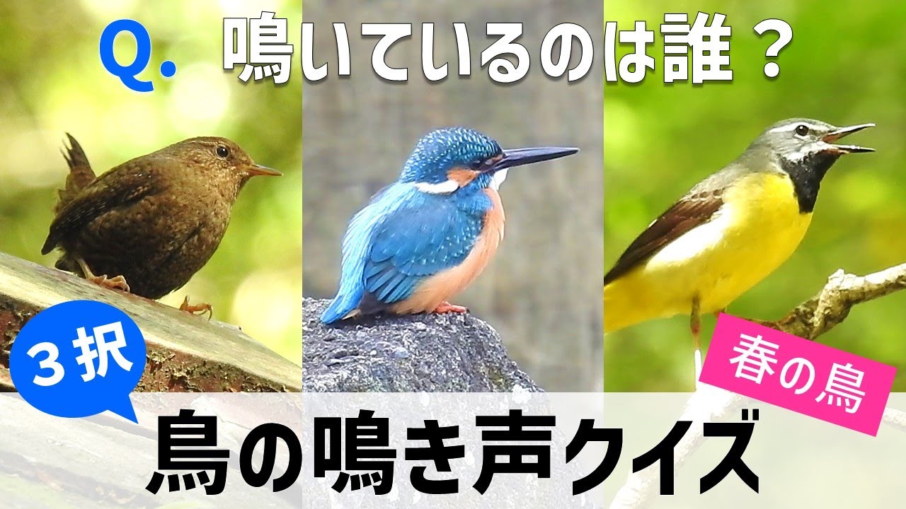 ３択 鳥の鳴き声クイズ 春の鳥編 Youtube