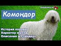 Комондор - венгерская овчарка с белыми дредами: описание породы собак