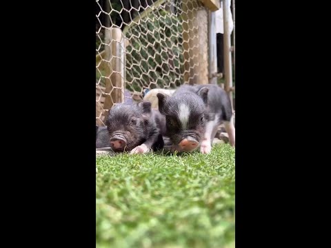 Video: Kas yra kiaulės snukis?
