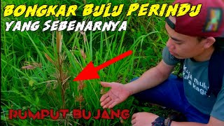 BULU PERINDU RUMPUT BUJANG/asli apa palsu???