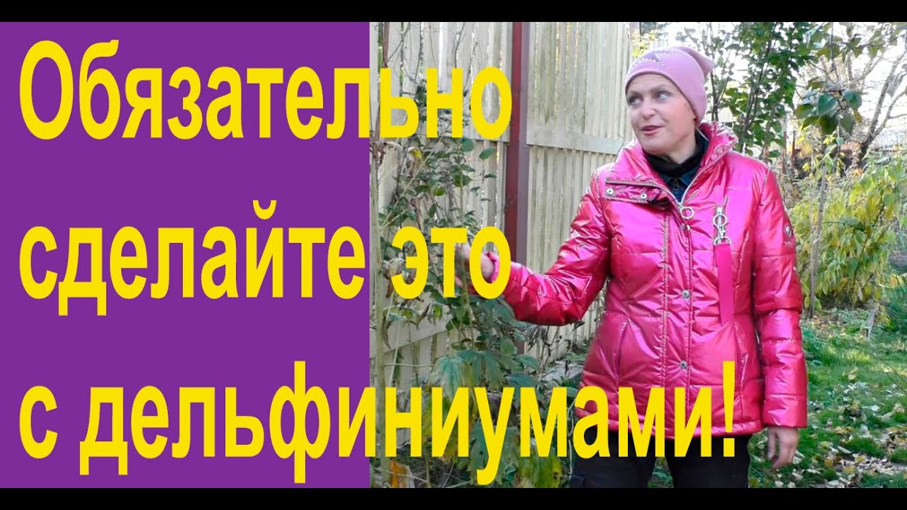 Как сохранить дельфиниумы зимой?