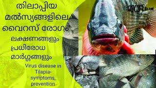 #Tilapia #Fish Diseases | തിലാപിയ മൽസ്യങ്ങളിലെ വൈറസ് രോഗം | Virus disease in tilapia fish