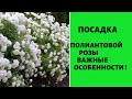 ПОСАДКА ПОЛИАНТОВОЙ РОЗЫ. Когда и как правильно сажать розы. Выращивание, уход, удобрение роз