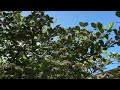 Pollinating bees on Hawthorn tree