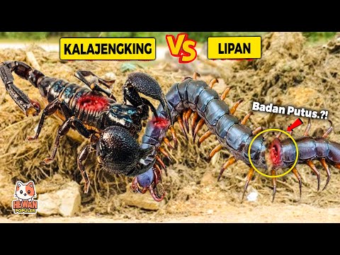 Video: Serangga luar biasa - kalajengking