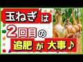 知らないと後悔します!玉ねぎの玉を大きくする、失敗しない追肥のタイミング【玉ねぎ栽培・育て方】庭なし家庭菜園