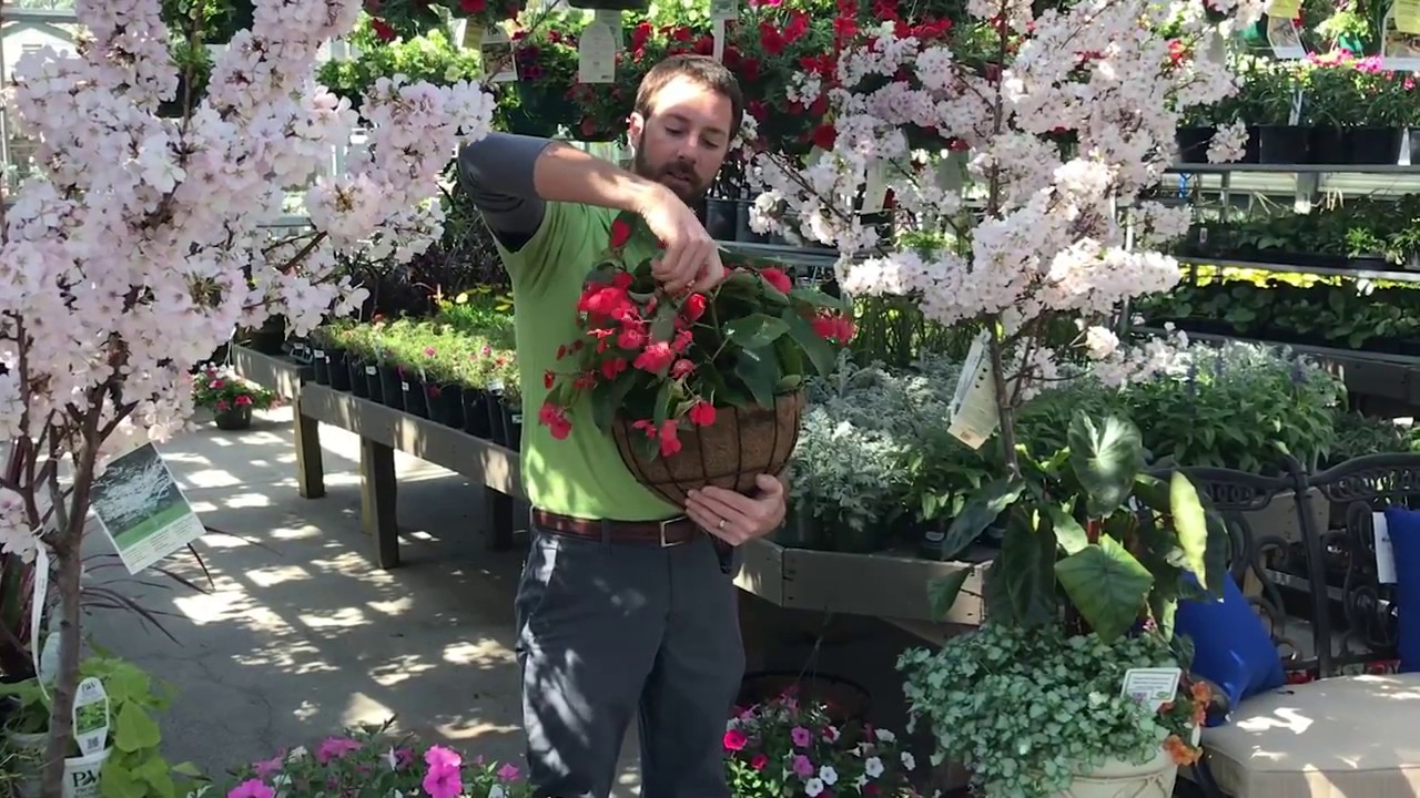 Garden Guru Insider Tip: 4 Creative Ways to Use Hanging Baskets