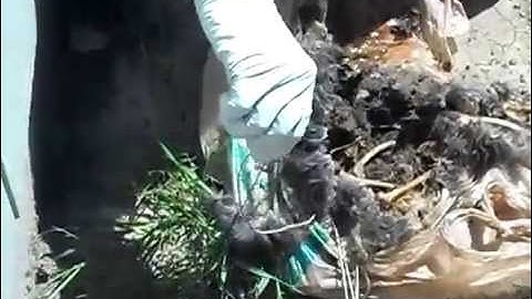 Decomposition of Rabbits